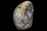 Ammonite In Septarian - Madagascar #113494-2